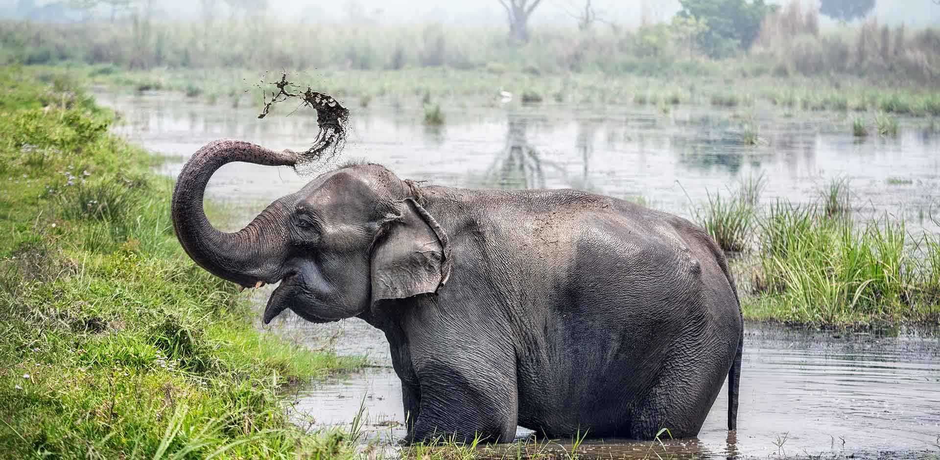Chitwan